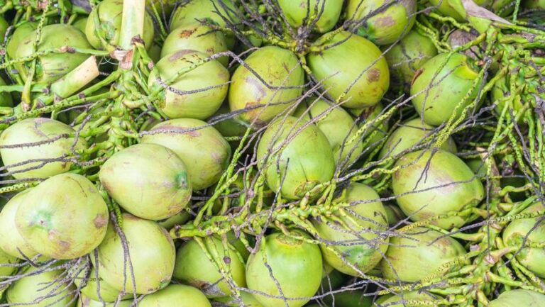 9 Dapur MBG yang Kasih Kelapa Utuh Disetop Sementara, Ini Lokasinya